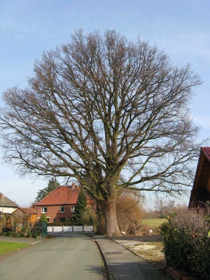 Bild 1 von Eiche an der von-Asseburg-Straße